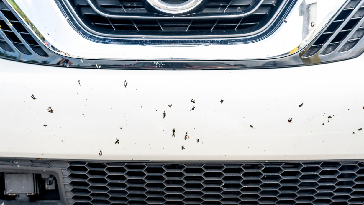 Slik blir du kvitt insektene på bilen din